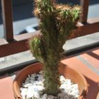 Collecion de 3stefania