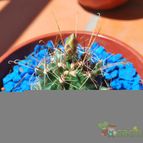 Collecion de 3stefania