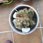Collecion de AMPARO79