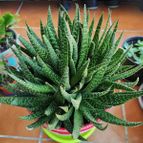 Gasteraloe beguinii (Aloe aristata x Gasteria carinata var. verrucosa)