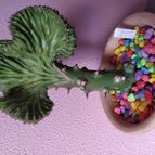 Collecion de AMPARO79
