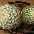 Collecion de ARUALAU