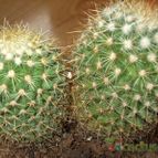 Collecion de ARUALAU