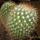 Collecion de ARUALAU