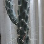 Austrocylindropuntia subulata subsp. exaltata