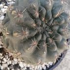 Collecion de Aisd1316