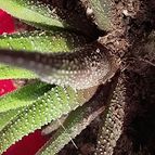 Collecion de Albert SN