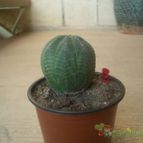 Euphorbia obesa
