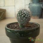 Mammillaria karwinskiana subsp. karwinskiana