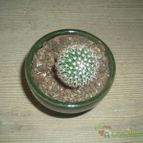 Collecion de Albert SN