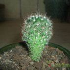 Collecion de Albert SN