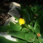 Glottiphyllum linguiforme