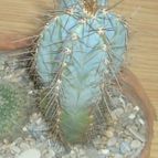 Collecion de Albert SN