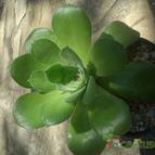 Aeonium canariense