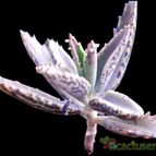 Bryophyllum x houghtonii