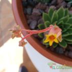 Collecion de Albert