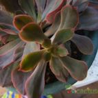 Collecion de Albert