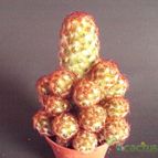 Collecion de Albert