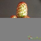 Collecion de Albert