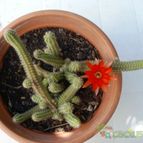 Collecion de Albert