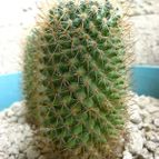 Collecion de AleRSagui