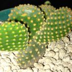 Collecion de AleRSagui