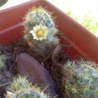 Collecion de AleWushu