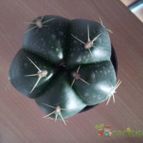 Collecion de Alejandr-82