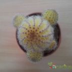 Collecion de Alejandr-82