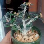 Euphorbia decaryi var. cap-saintemariensis