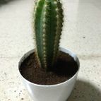 Collecion de Alfonso Tri