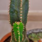 Collecion de AmparoArjona