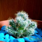 Collecion de Anaelisa