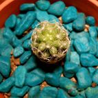 Collecion de Anaelisa