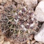 Collecion de Anatole