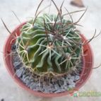 Collecion de Anatole
