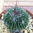 Collecion de Anatole