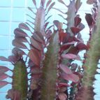 Euphorbia trigona var. rubra