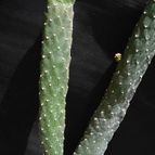 Collecion de AndinoCactaceo