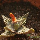Collecion de Andreu