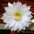 Echinopsis subdenudata