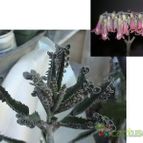 Bryophyllum x houghtonii