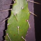 Collecion de Atacama