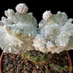Collecion de Avonia