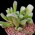 Collecion de Avonia