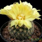 Collecion de Avonia