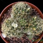 Collecion de Avonia