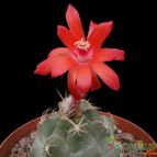 Collecion de Avonia
