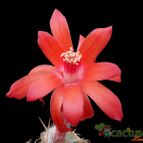 Collecion de Avonia