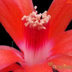 Collecion de Avonia